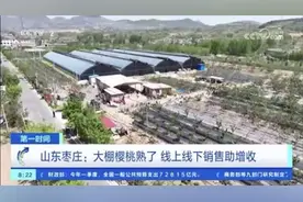 CCTV-2财经频道：山东枣庄市中大棚樱桃熟了 线上线下销售助增收图片