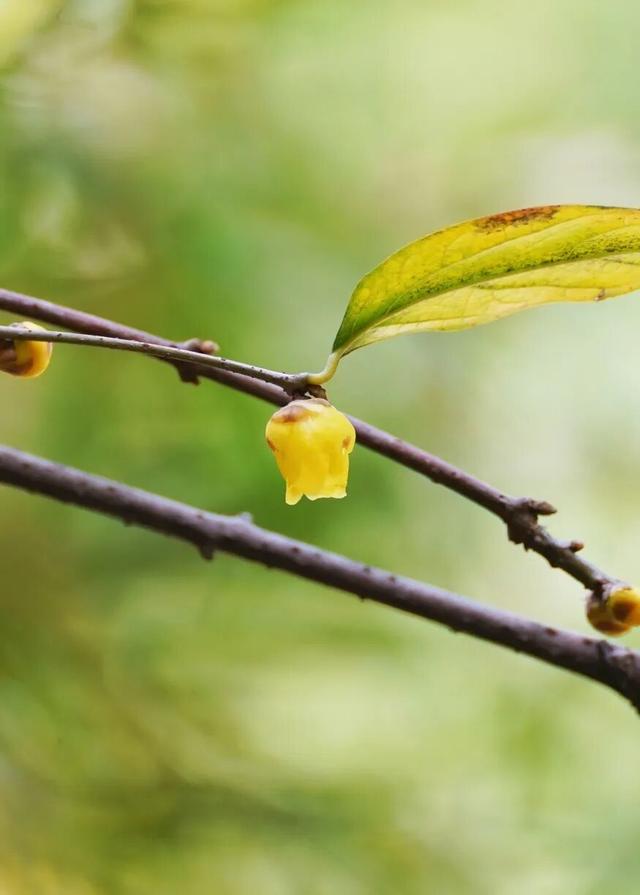 花漾邛州｜“蜡”么香，“蜡”么美！