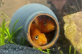 鱼趴缸原因及解决办法，鱼趴缸躲到角落的原因，鱼趴缸有哪些原因图片