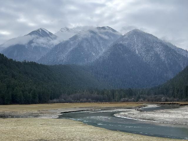《荒野猎人》同款森林？波密杉林不输加拿大，为何国人很少知道！