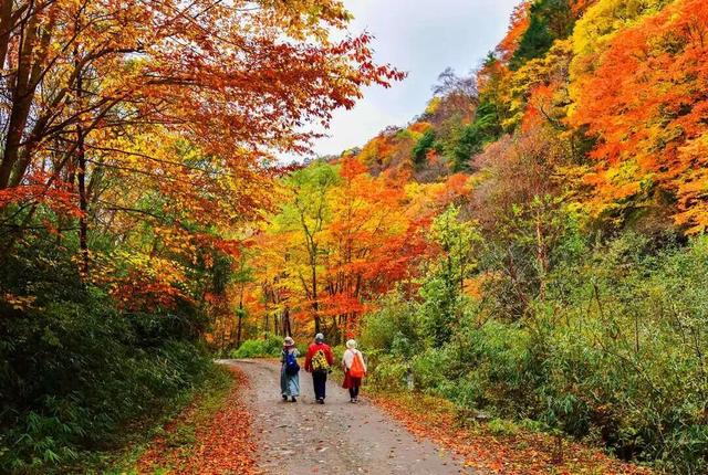 我竟然发现，唐家河红叶居然如此好看！
