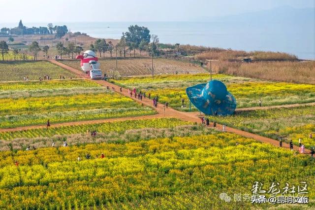 超详细攻略！在昆明官渡，与鸥共舞，六种玩法开启冬日漫游！