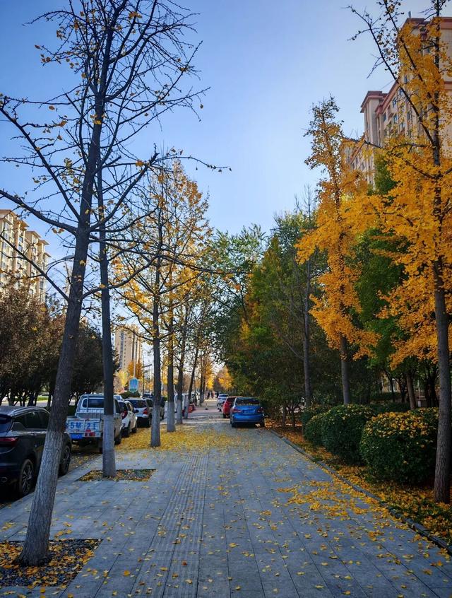 【寻美山东 寻美聊城】聊城阳谷，一树银杏 满城温柔！