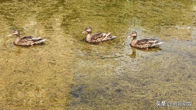 “三伏”时节 渭河源头“清凉”馈赠天下客