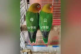 鹦鹉怎么分辨公母图片
