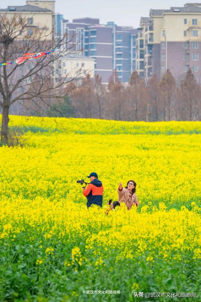 武汉春天最壮观的花海，全城盛开！