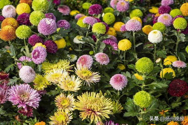 近万盆彩菊进入最佳观赏期！瘦西湖金秋菊花会来了