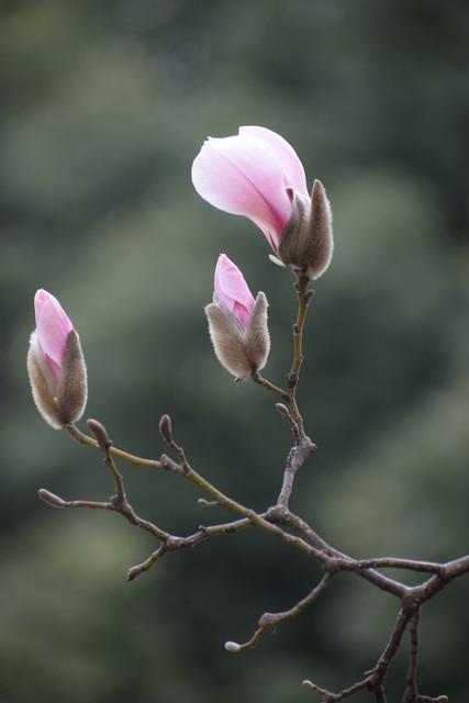 玉兰花的寓意，玉兰有几种颜色？玉兰的花朵最大嘛？