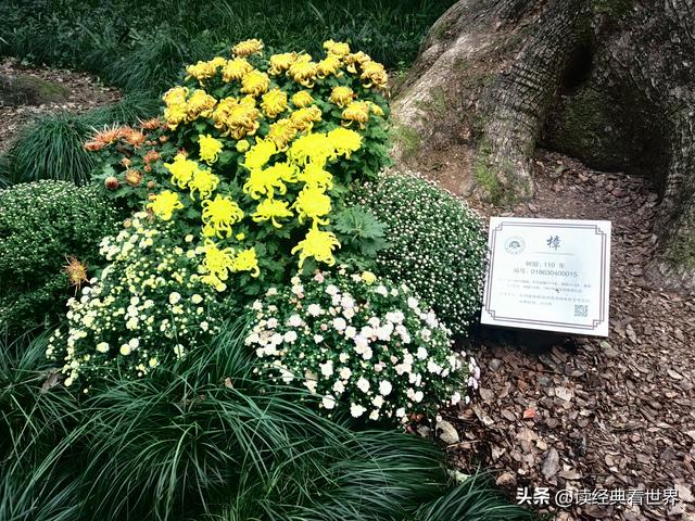 杭州植物园的菊花展——一场关于菊花的饕餮盛宴（一）