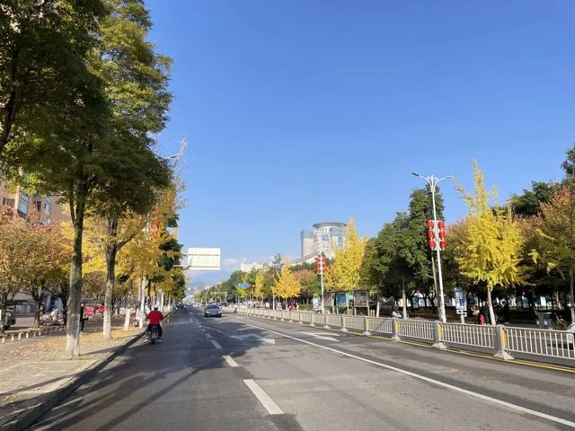 大邑银杏@你，初冬限定“金”喜，请查收！