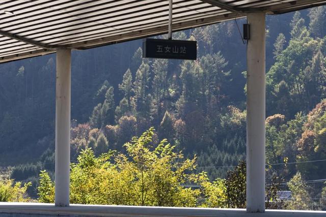 窗外是五花山！东北的这趟列车，当季要火！