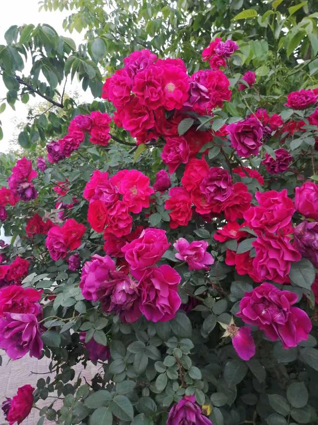 《人到中年，别再为别人而活，学会爱自己才是人生的必修课》