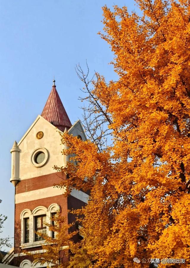 大连市内最火银杏大道正当时，满地金黄，快来打卡吧