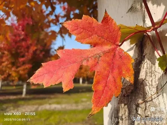 丹枫映秋，枫彩满楼｜申艳娟