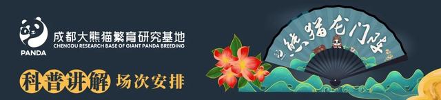 这个元旦假期来成都熊猫国际旅游度假区就对了~ | 成华融媒