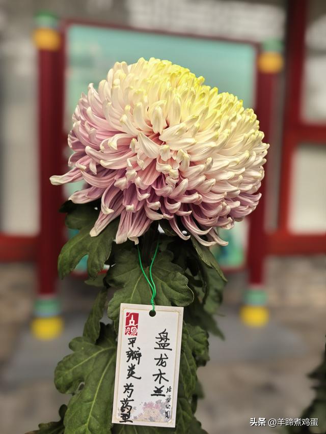 秋风独宠一园菊，晚来香艳出樊篱——北京北海公园2025年菊花展