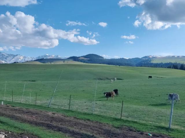 你收藏伊犁攻略里一定没有这一页 伊犁藏着不输任何收费景区风光。