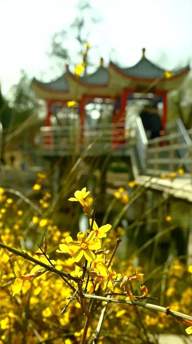 春风有信，花开有期！石家庄公园广场春季赏花指南来了