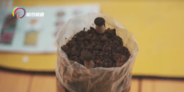 暑期研学新选择：走进西双版纳 感受自然与文化的奇妙碰撞