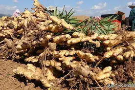 全国哪的“生姜”最好吃？经过评选，这10大产区上榜，有你家乡吗图片