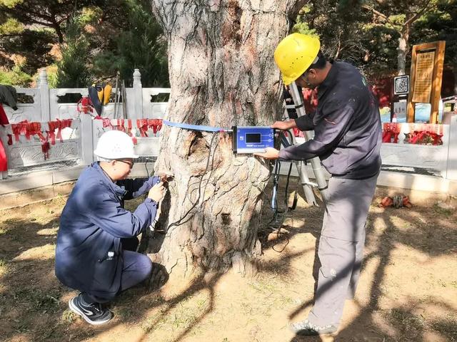 四川成都古柳倾倒致两人受伤，百年古树为何会腐烂空心？