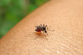 蚊子在地球上的作用是什么？如果全部灭绝，会有什么后果图片