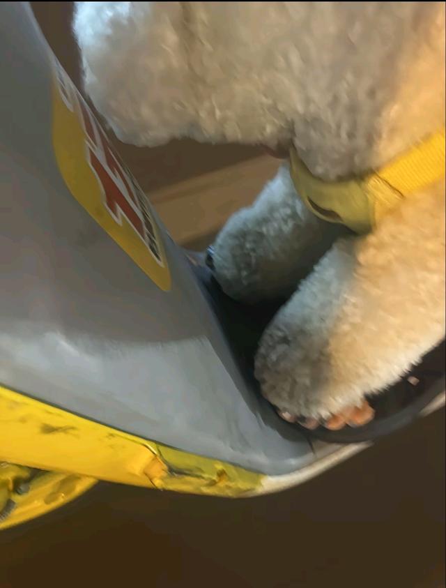 笑死了！每个骑电动车拿快递的铲屎官，都欠狗子一个道歉，哈哈~