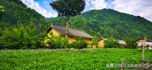 这个夏天,凉爽黑河等风也等你