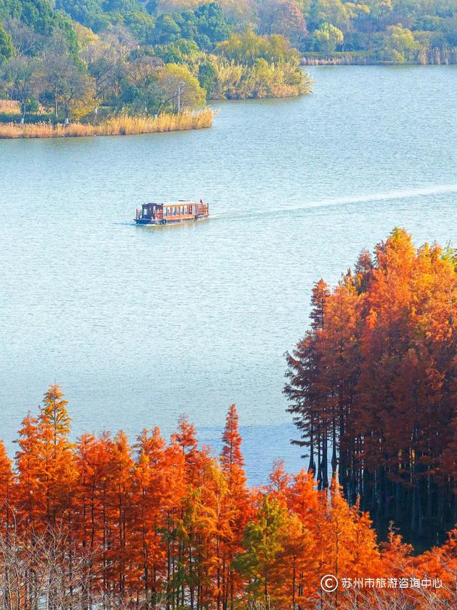 最近林子里长满了苏州人