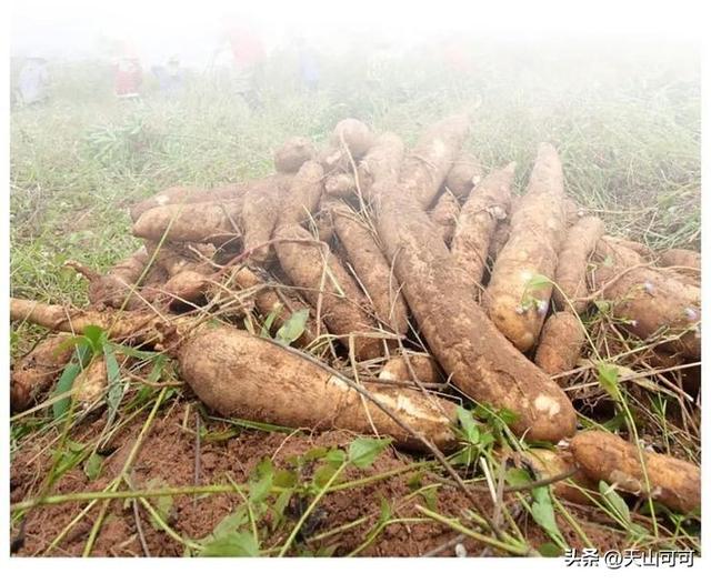 木薯淀粉是什么东西？揭秘这种神秘成分！