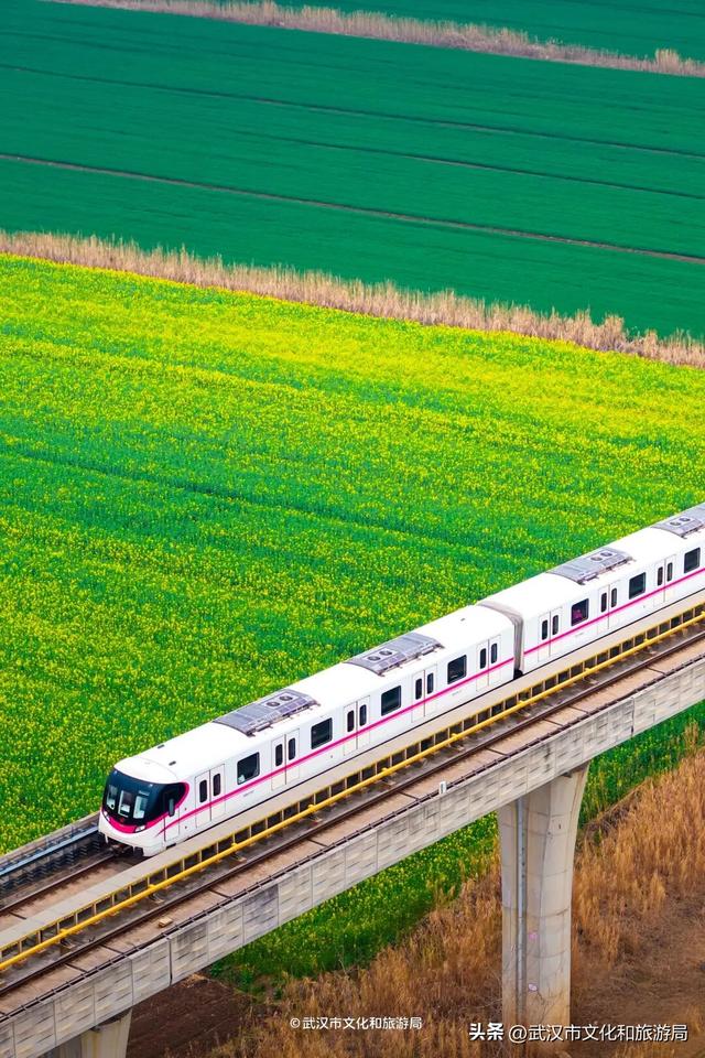 武汉春天最壮观的花海，全城盛开！