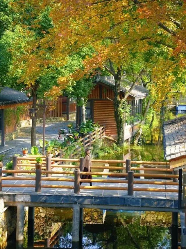 秋日限定浪漫!1000亩银杏染成“黄金海”