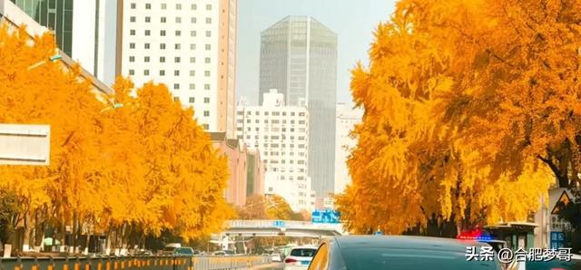 合肥市中心:徽州大道“金色大道”一眼回庐州