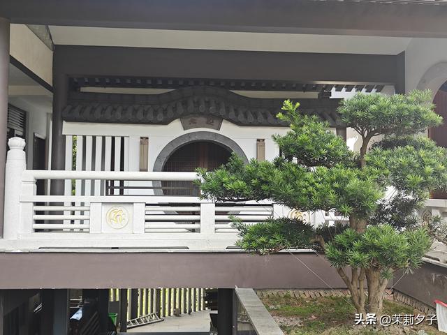 福鼎市区一日游：从白茶发源地到市井小吃赏唐风建筑品山海韵味