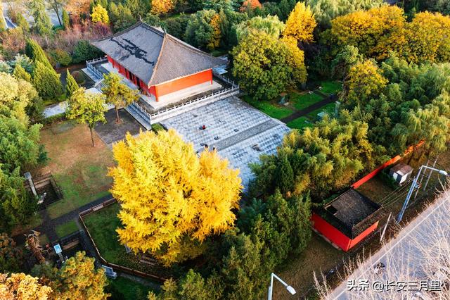 楼观台的古树和故事