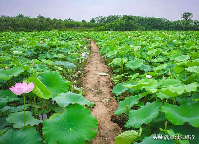 成都最近的山地荷花，人在画中超级壮观，不要门票，还可买荷花