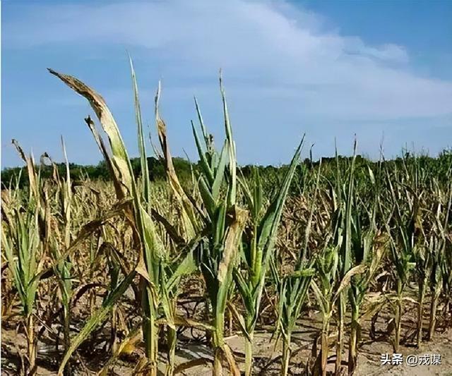 颠覆认知！庄稼渴不渴，竟看雨水“出身”，雨水来源错了就减产