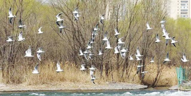 “冬日精灵”相约汾河 旅游公路旁邂逅限定浪漫