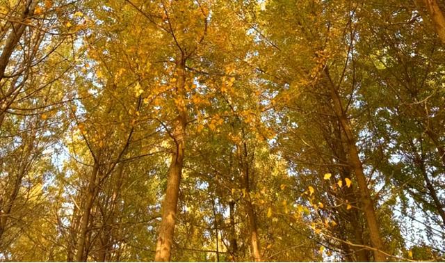 秋天的襄阳谷城 红彤彤金灿灿