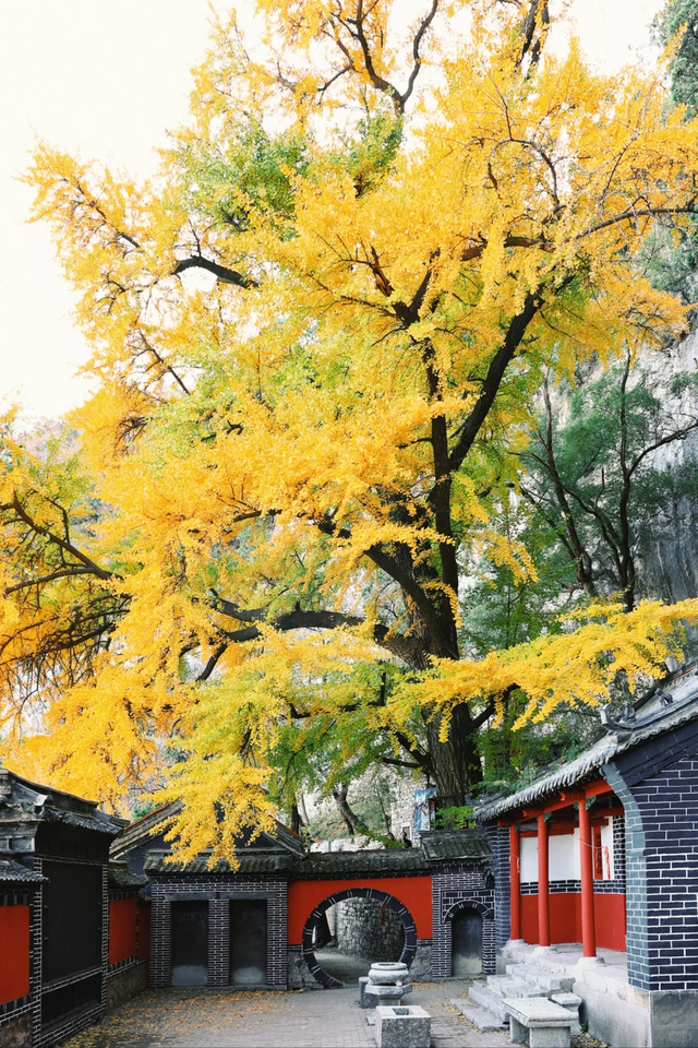 即刻出发，解锁淄博「秋日限定」模式，错过等明年！