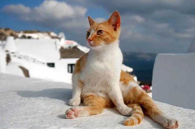 全世界100个宠物猫品种大赏！