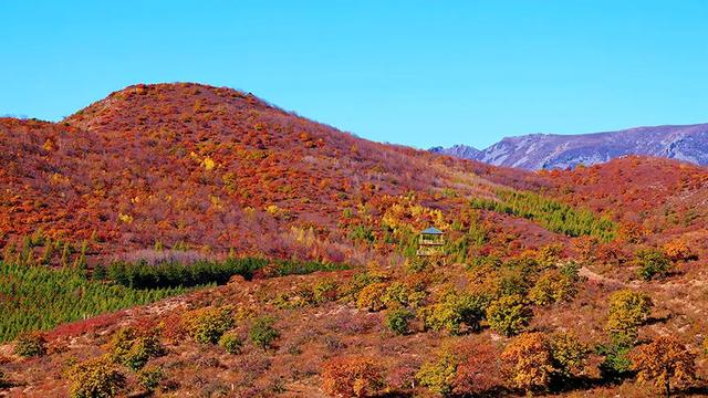 【支援合作 共谋发展】林西秋深：“福山”揽翠色 “花楸谷”醉红妆
