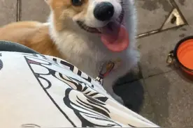 狗狗乳腺肿瘤了！我是这样做的图片