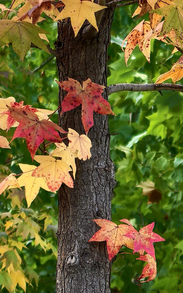 一眼沦陷！快去这片枫林秘境打卡最美秋天