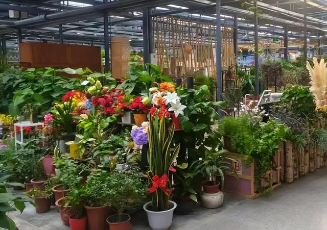 丰台这7家宝藏花卉市场，承包你冬日的盎然“生机”