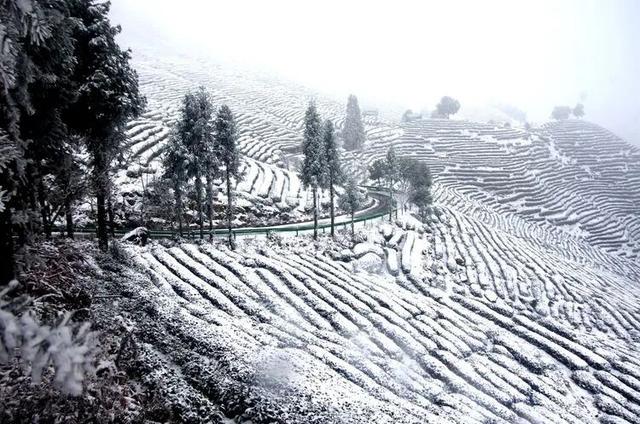 初雪落汉中，万亩茶园美成画！