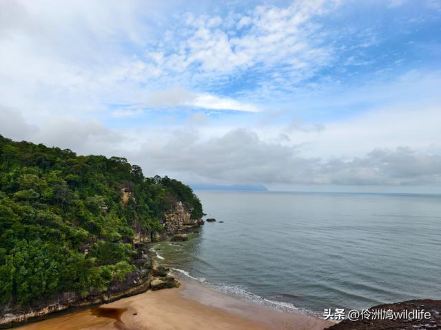 马来西亚(36)砂拉越州⑩峇哥国家公园夜间徒步体验