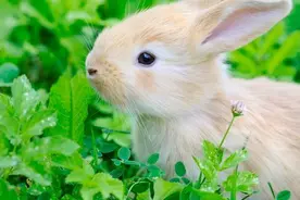 生肖兔佛说明天是你出头之日,困扰你已久事情会有一个满意好结果图片