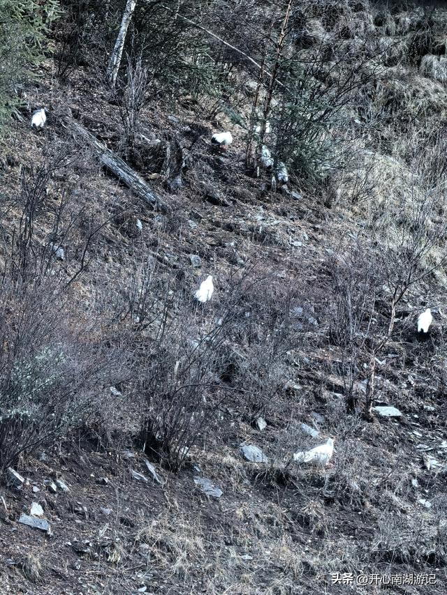 喀什经317到成都，比如县白嘎乡-边坝县，观萨普神山