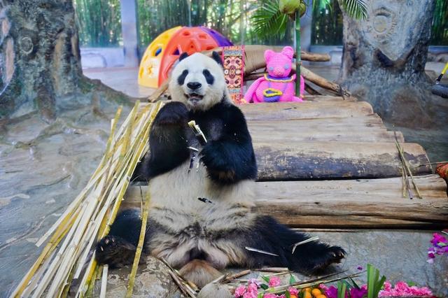 贡贡、舜舜登岛七周年，海南热带野生动植物园举办纪念活动